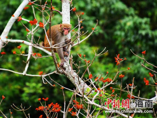 野生猕猴帮在亚龙湾暖和带天堂丛林旅游区的斑斓梧桐花欣赐予景点寻食(黄庆优摄)