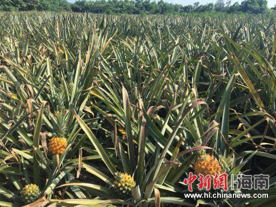 海口 “菜篮子”助农收购滞销菠萝6千多斤，将以 1元/斤出售。