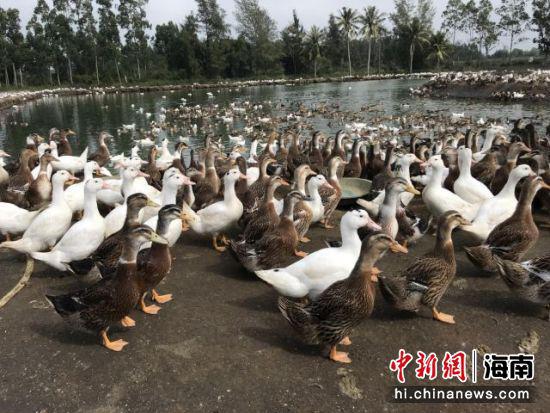 海南控股支持村民养的隆道鸭。海南控股供图
