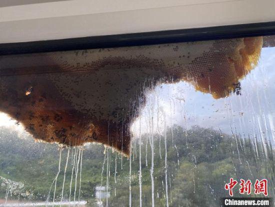 蜂蜜沿着窗户玻璃流下。王通彬 摄