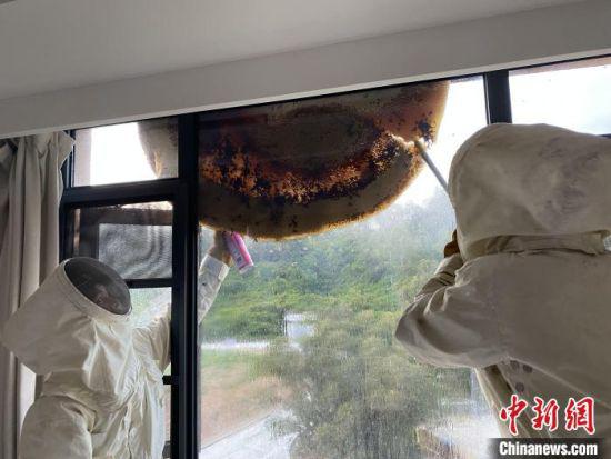消防员处置蜂窝现场。 王通彬 摄