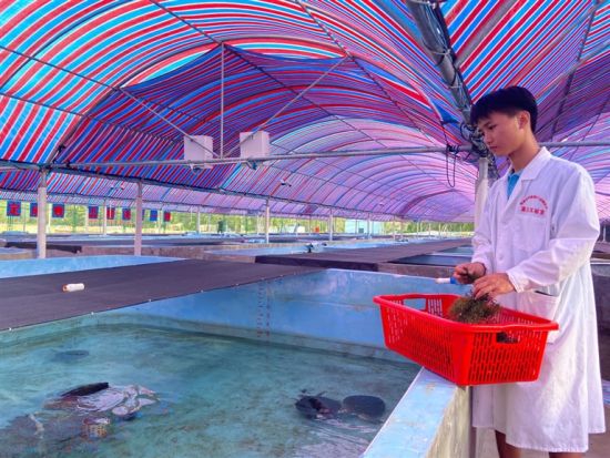  “海龟医生”在投喂海藻，自主捕食也是海龟野化生存训练的考核项目。徐慧玲 摄