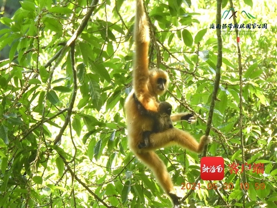 海南长臂猿B群婴猿。海南热带雨林国家公园管理局供图