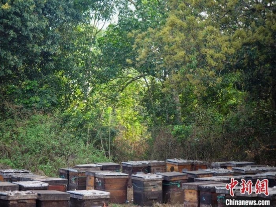 海口永兴镇一处临时养蜂场。　凌楠 摄