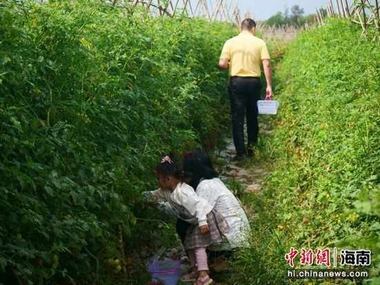 3月19日，游客在海南定安潭黎圣女果基地采摘圣女果。凌楠 摄