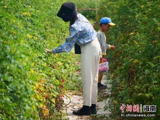 3月19日，游客在海南定安潭黎圣女果基地采摘圣女果。凌楠 摄
