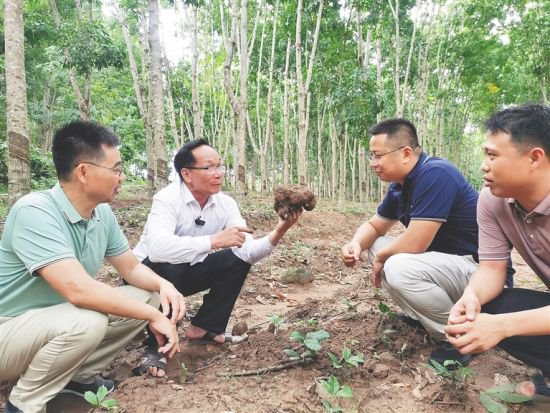 白沙高峰村发展菌菇产业:“小土包”长成“金疙瘩”