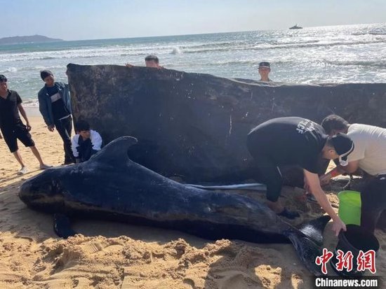 一受伤鲸鱼三亚海滩搁浅 救援人员将24小时轮流看护