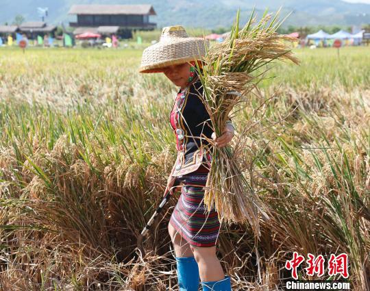 三亚南繁迎水稻收获季。　王晓斌 摄