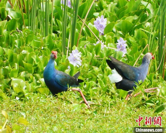  紫水鸡现身昌江海尾湿地公园。　昌江爱鸟队供图