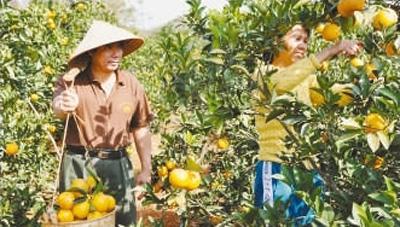 农户采摘甜橙。资料图片