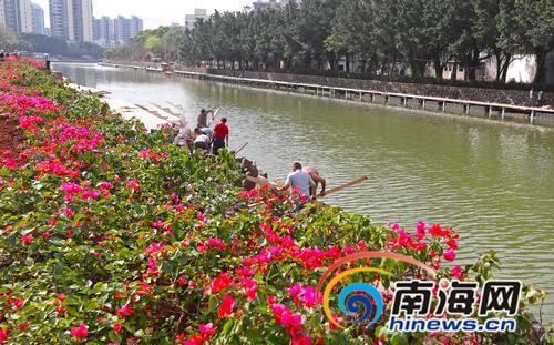 美舍河长堤路上游生态修复示范段种植3000多株三角梅。南国都市报记者汪承贤摄