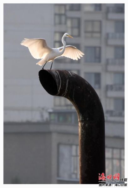 12月12日下午，在海甸溪，一只白鹭停留在清淤船的排气管上。