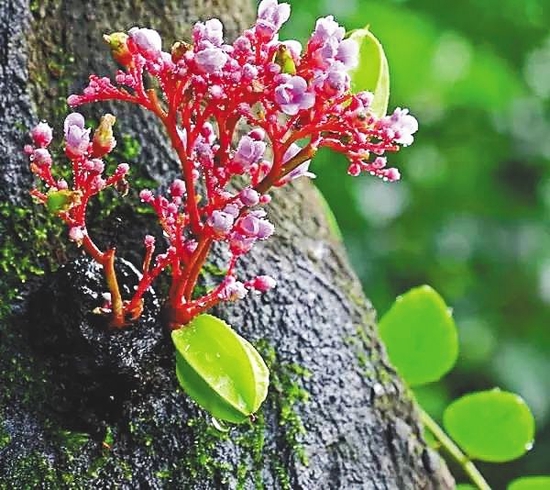 杨桃花。李艳玫供图