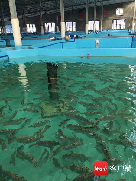 多纹钱蝶鱼可淡水养殖。记者 苏桂除 摄