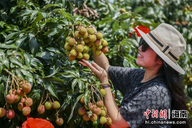 游客采摘荔枝。中新社记者骆云飞摄