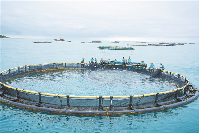 三亚打造水产苗种南繁生态产业园 推动渔业转型
