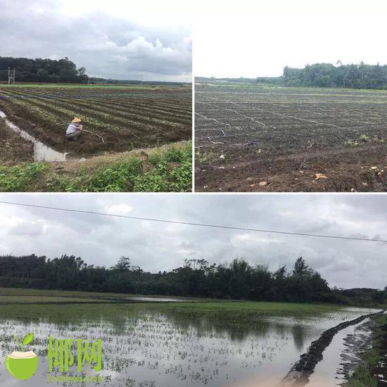 下午，一行人还前往了马坡洋、新发地和苍东蔬菜种植基地考察。