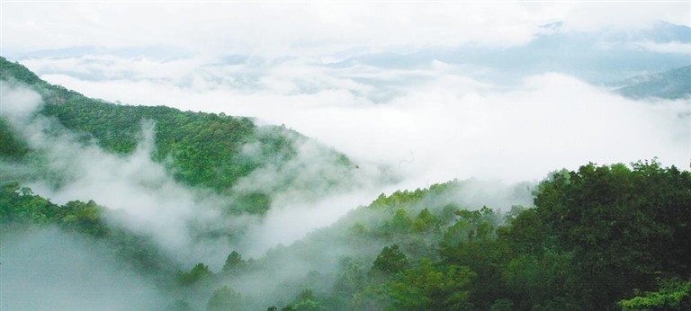 云雾缭绕的海南热带雨林。 (资料图)