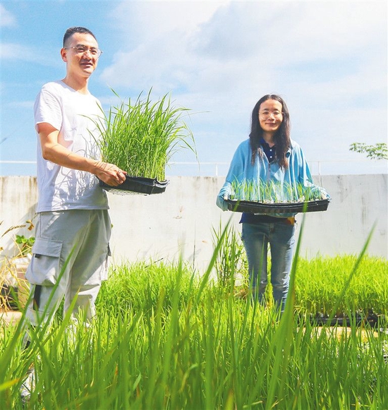 崖州湾种子实验室科研人员在选育培养的水稻植株