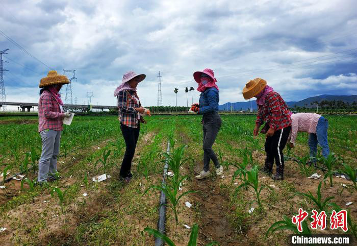 中国农业大学的一片南繁地里，工人们在为玉米苗逐垄逐行编号。　王晓斌 摄