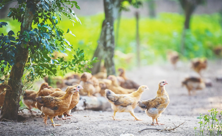 文昌鸡在林下觅食。袁琛 摄