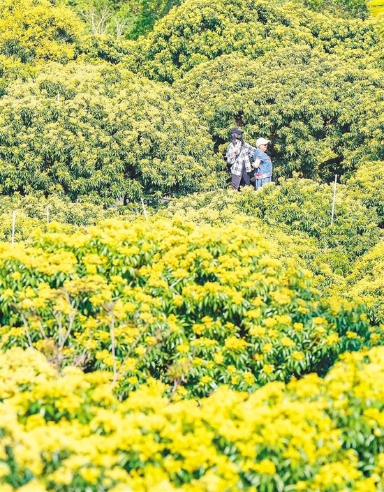 荔枝花海。本报记者 陈元才 摄