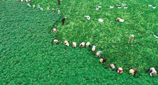  富硒地瓜是澄迈农民增收的重要产业。图为农民在金江镇名山村常年蔬菜种植基地采收地瓜叶菜。