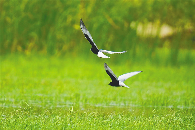 海尾国家湿地公园(试点)中的白翅浮鸥。薛美丽 摄