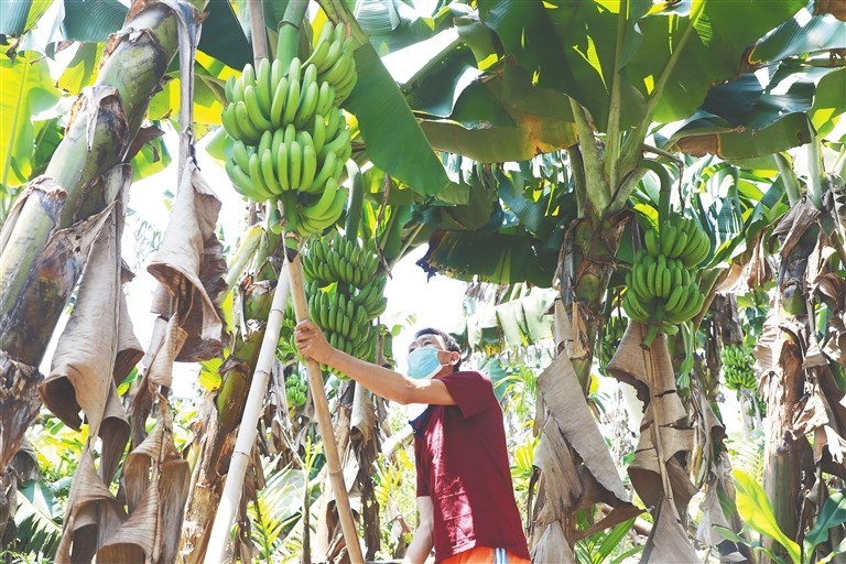 　　9月4日，在乐东抱由镇道介村一香蕉种植基地，管理人员用竹子支撑香蕉树，防止倒伏。本报记者 韦茂金 摄