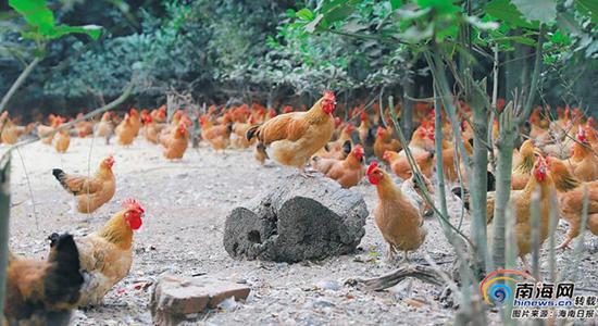 海南农垦文丰文昌鸡产业(集团)有限公司林下养殖的文昌鸡。(公司供图)