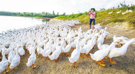  定安新竹南华养殖专业合作社，养殖户在给鹅喂食。海南日报记者 张茂 摄