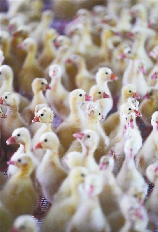 澄迈福鸡扶贫产业项目示范基地饲养的鹅苗。 本版图片均由本报记者 陈元才 摄