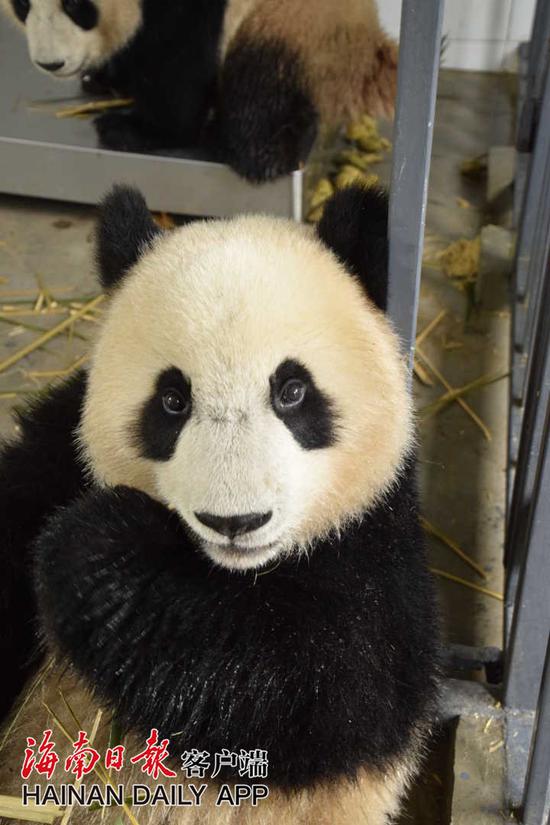 ↑熊猫哥哥“贡贡”。中国大熊猫保护研究中心雅安基地供图
