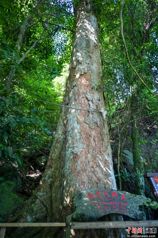 2021年9月5日，在海南霸王岭自然保护区热带雨林中拍摄的树龄1130年的红花天料木。骆云飞摄