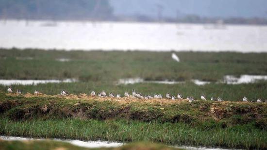黑腹滨鹬栖息在东寨港国家级自然保护区湿地内。石中华摄