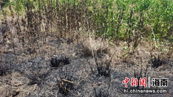 　　村民在田地使用打火机焚烧杂草，引燃了旁边香蕉树，火势被及时控制并扑灭，未造成人员伤亡。 警方供图
