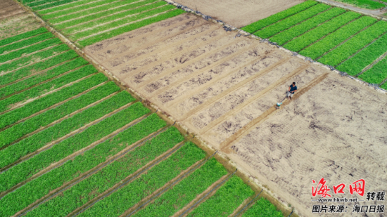 图为在美兰区美庄村常年蔬菜种植基地，种植户正加紧耙地、育苗。(王程龙)