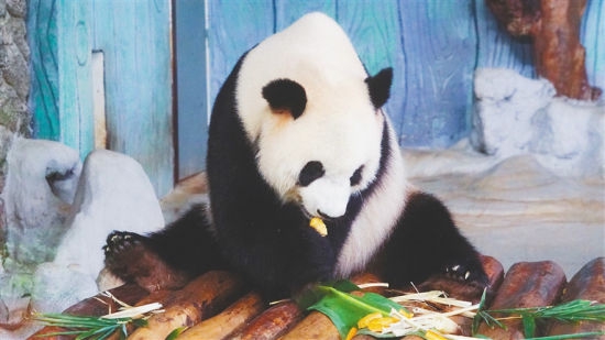  海南热带野生动植物园的大熊猫。 本报记者 封烁 摄