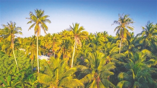 文昌着力扩大椰子种植面积。 本报记者 袁琛 摄