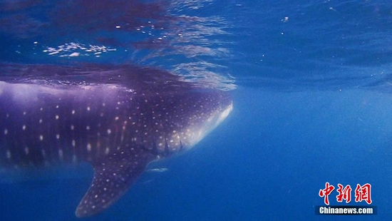  潜水员在水下拍到的觅食鲸鲨(视频截图)。 郑立品 供图