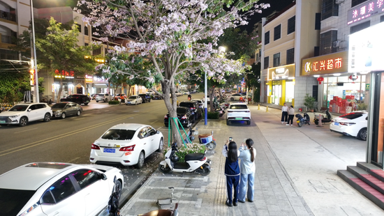 市民在园林西路打卡风铃木。东方市融媒体中心 摄