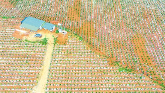 航拍定安县龙湖镇奉持香山奇楠产业三号示范基地。 张茂 摄