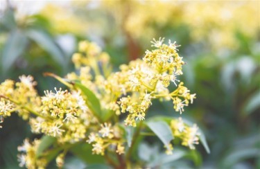  阳春3月，海南荔枝迎来花期。