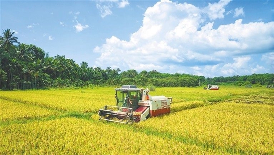 新稻种“中科西陆4号”水陆两用稻试验田丰产收割现场。
