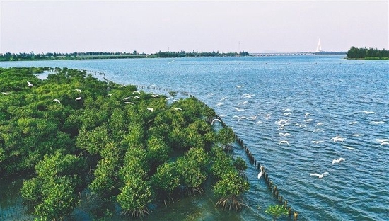 海南东寨港国家级自然保护区，一群鸟儿飞过水面。 通讯员 王聘钊 摄