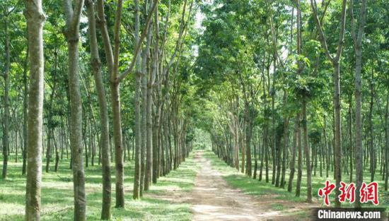 海南全省橡胶种植面积超过800万亩，图为橡胶林。中国热带农业科学院橡胶研究所供图