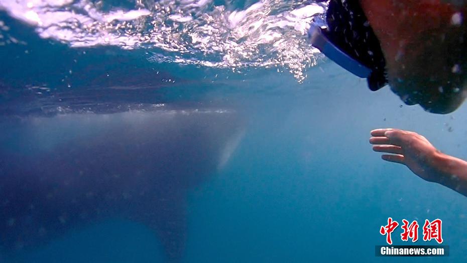 潜水员在水下拍到的觅食鲸鲨(视频截图)。 郑立品 供图