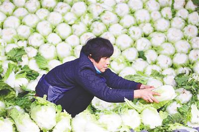 1月9日，在海口凤翔蔬菜批发市场，菜农在搬运冬季瓜菜。海南日报记者 张茂 摄