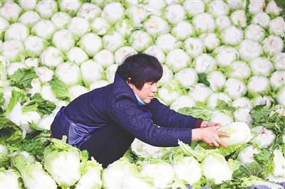 1月9日,在海口凤翔蔬菜批发市场,菜农在搬运冬季瓜菜。海南日报记者 张茂 摄